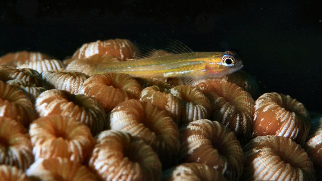 Duiken & snorkelen