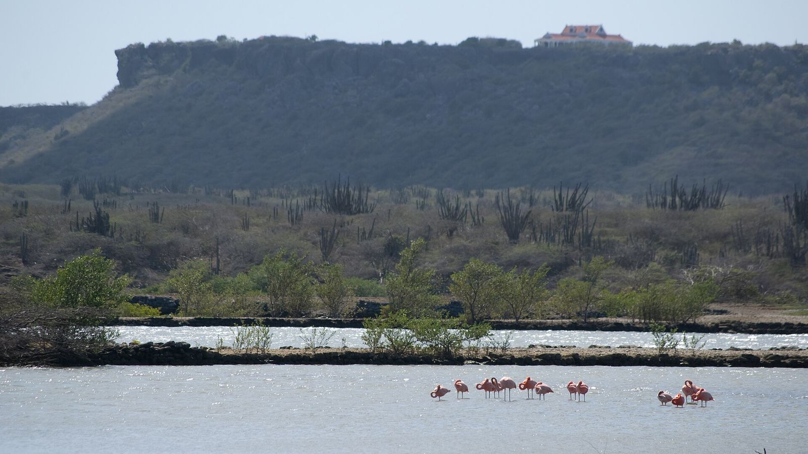 Sfeerfoto bij: Flamingo's spotten op Curaçao: waar je ze ziet en hoe je ze niet verstoort