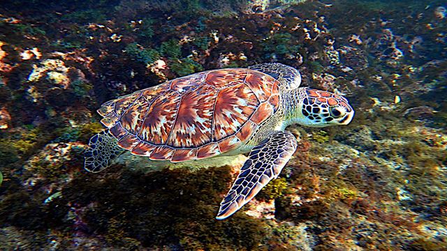 Schildpadden